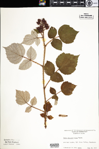 Rubus phoenicolasius image