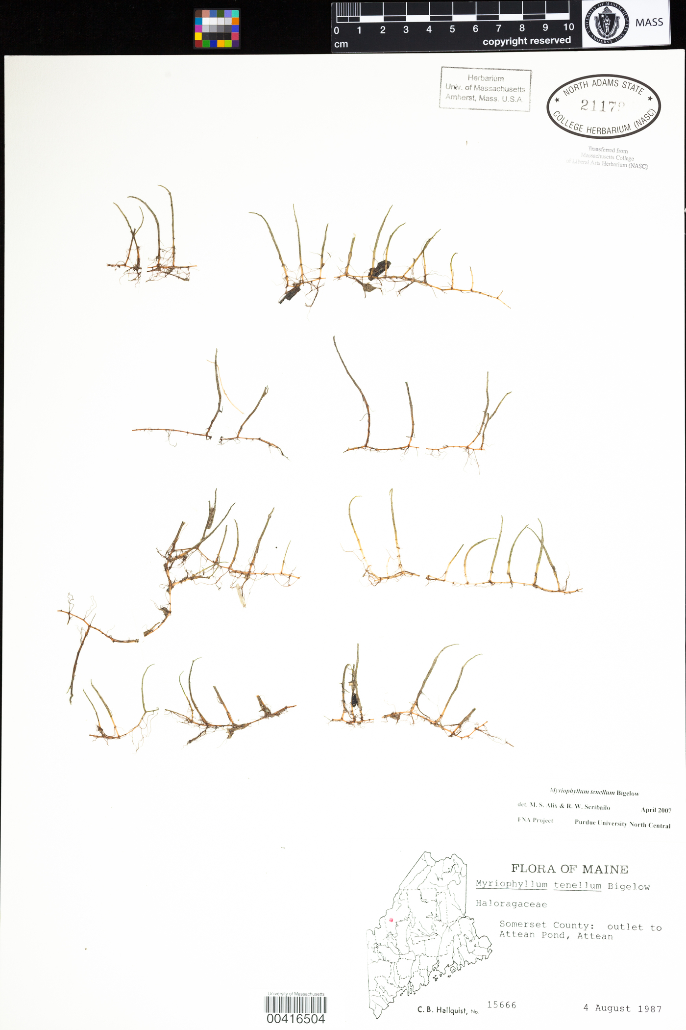 Myriophyllum tenellum image