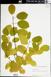 Frangula alnus image