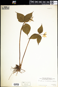 Trillium undulatum image