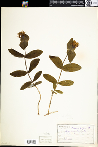 Lonicera dioica image