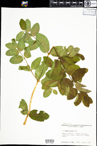 Lonicera morrowii image