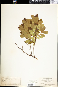 Lonicera villosa var. solonis image