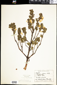 Lonicera villosa var. solonis image