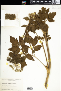 Angelica lucida image