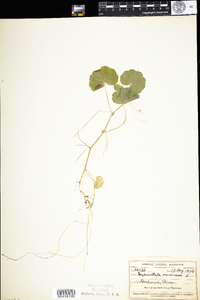 Hydrocotyle americana image