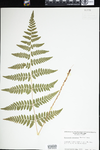 Dryopteris carthusiana image