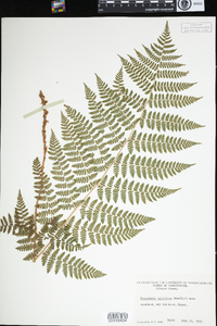 Dryopteris carthusiana image