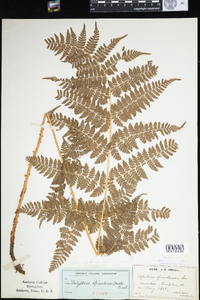 Dryopteris carthusiana image