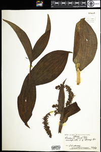 Veratrum viride image