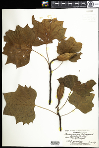 Liriodendron tulipifera image