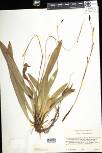 Carex plantaginea image