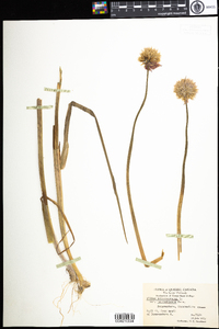 Allium schoenoprasum image