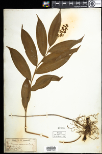 Maianthemum racemosum image