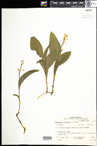 Maianthemum trifolium image