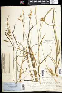 Carex sprengelii image