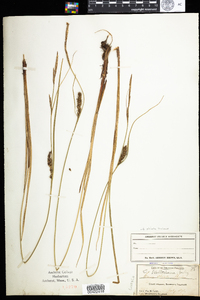 Carex striata image