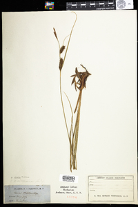 Carex striata image