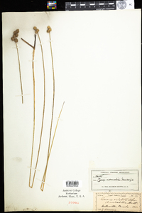 Carex normalis image