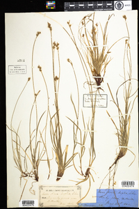 Carex novae-angliae image