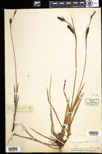 Carex polymorpha image