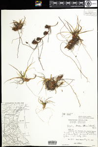 Carex tonsa image