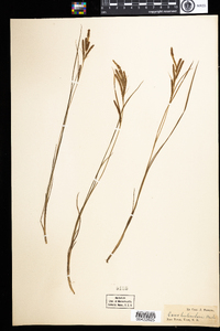 Carex lenticularis image