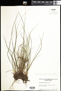 Trichophorum planifolium image