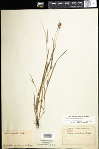 Scleria reticularis image