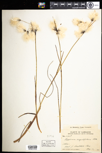 Eriophorum angustifolium image