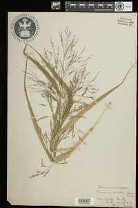 Panicum dichotomiflorum image