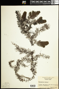 Ceratophyllum demersum image