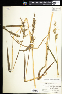 Echinochloa muricata image