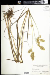 Dactylis glomerata image