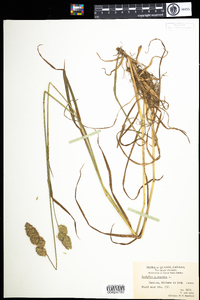 Dactylis glomerata image