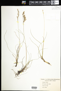 Festuca rubra image