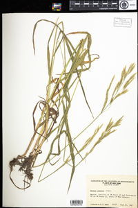 Bromus inermis image