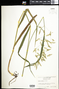 Bromus inermis image