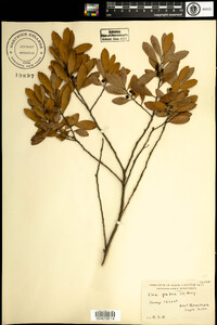 Ilex glabra image