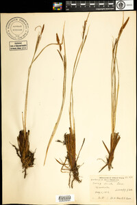 Carex stricta image