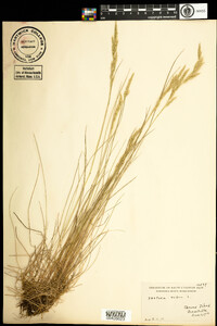 Festuca rubra image