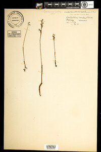 Image of Corallorhiza innata