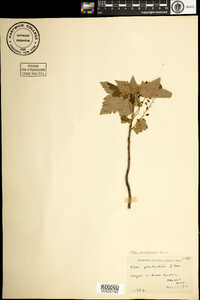 Ribes glandulosum image