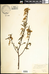 Prunus pensylvanica image