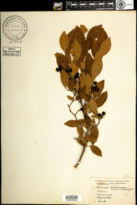 Vaccinium corymbosum image