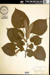 Tilia cordata image