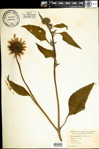 Helianthus annuus image