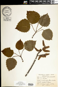 Populus grandidentata image