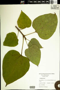 Catalpa speciosa image