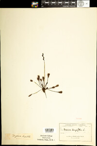 Drosera intermedia image